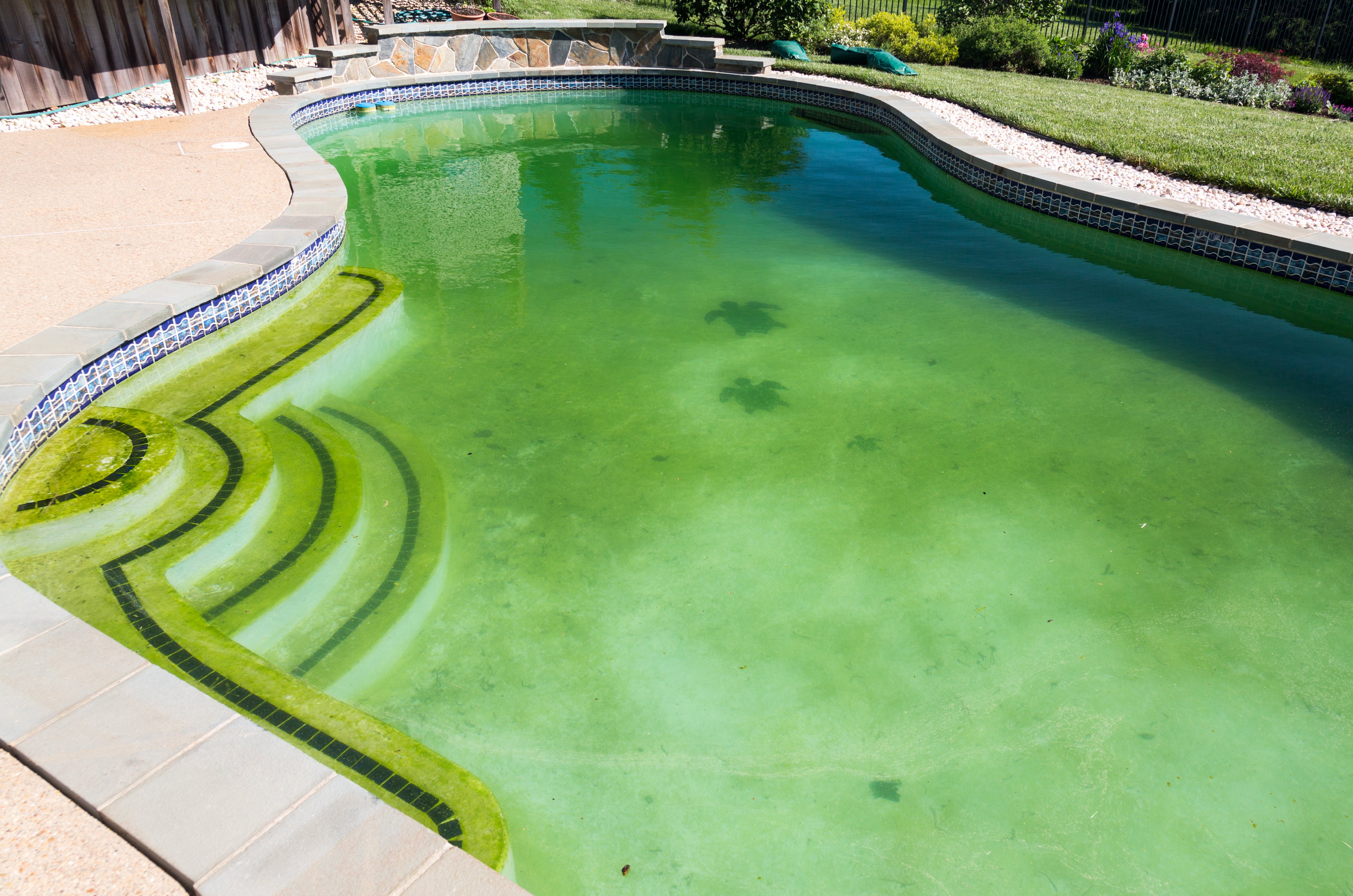 Algae | Hawaiian Pools