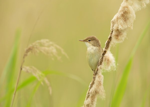 Warbler perched on a reed