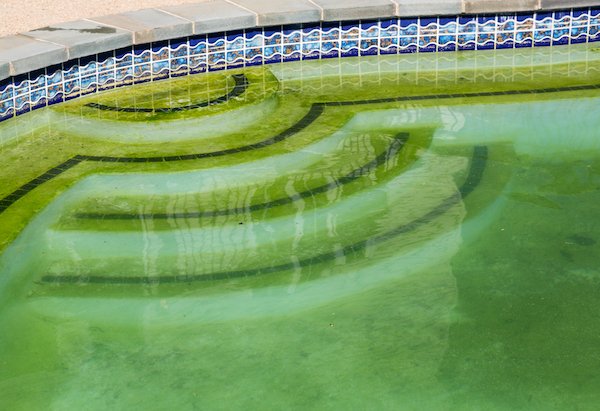 Swimming Pool Algae