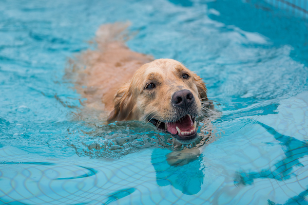 Dog Swimming